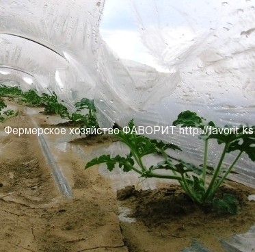 Выращивание арбуза под плёнкой